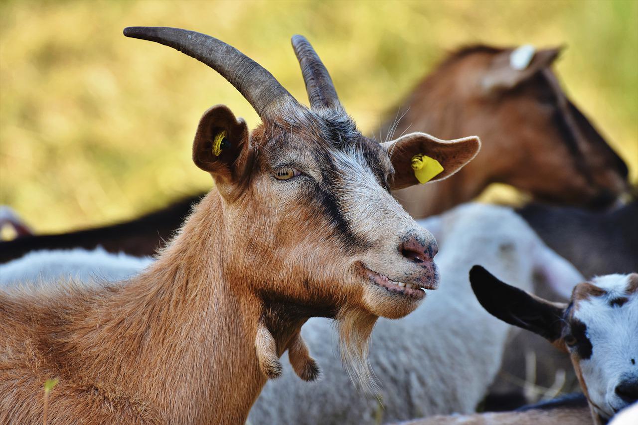 goat, billy goat, goatee-4366206.jpg